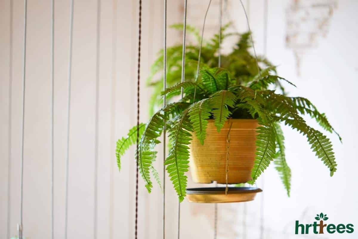 The Forever Green Boston Fern