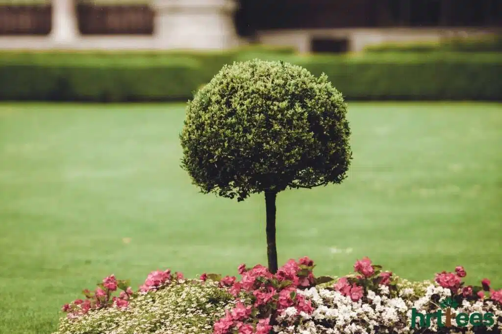 Topiary maintenance tips