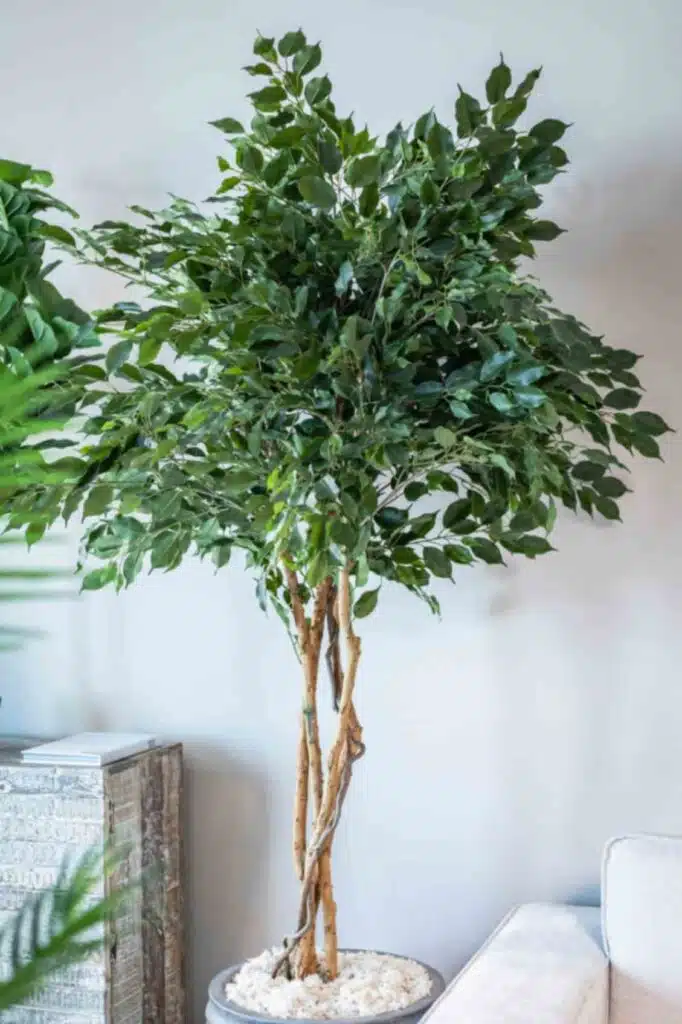 Hand-Shaped Stem of artificial ficus tree to Look Unique