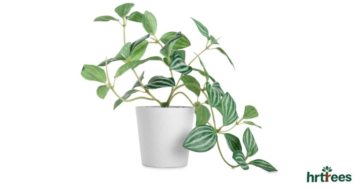 artificial plants manufacturer in China featured image
