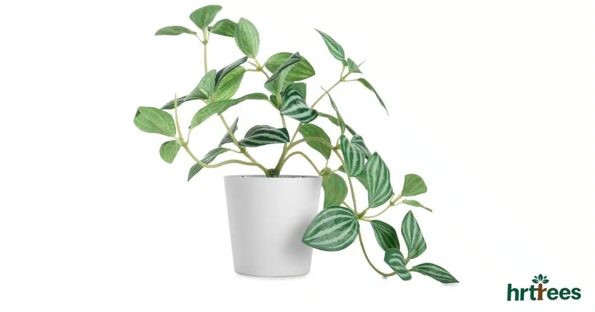 artificial plants manufacturer in China featured image