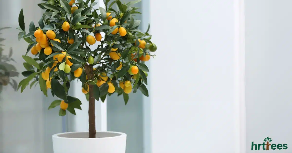 best outdoor artificial plants featured image