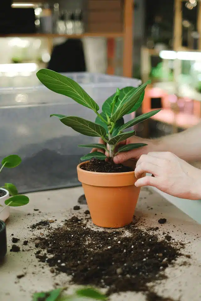 Planting Artificial Plants in Soil