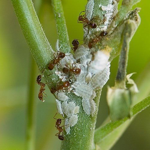 common bungs & insects on plant