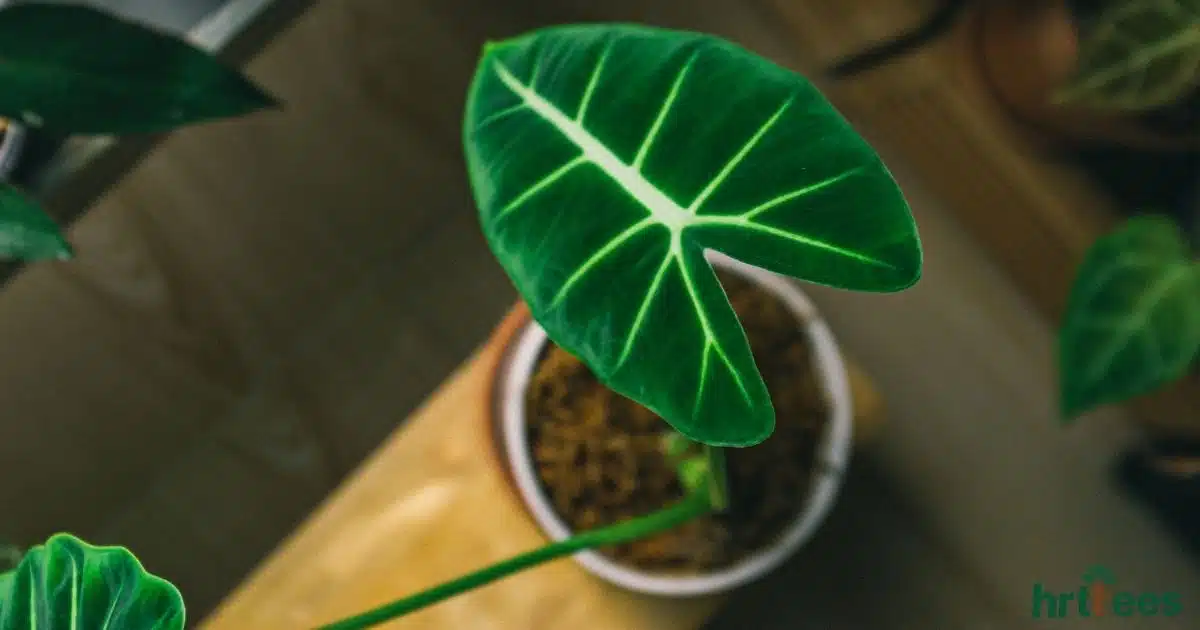 custom artificial plants manufacturer featured image
