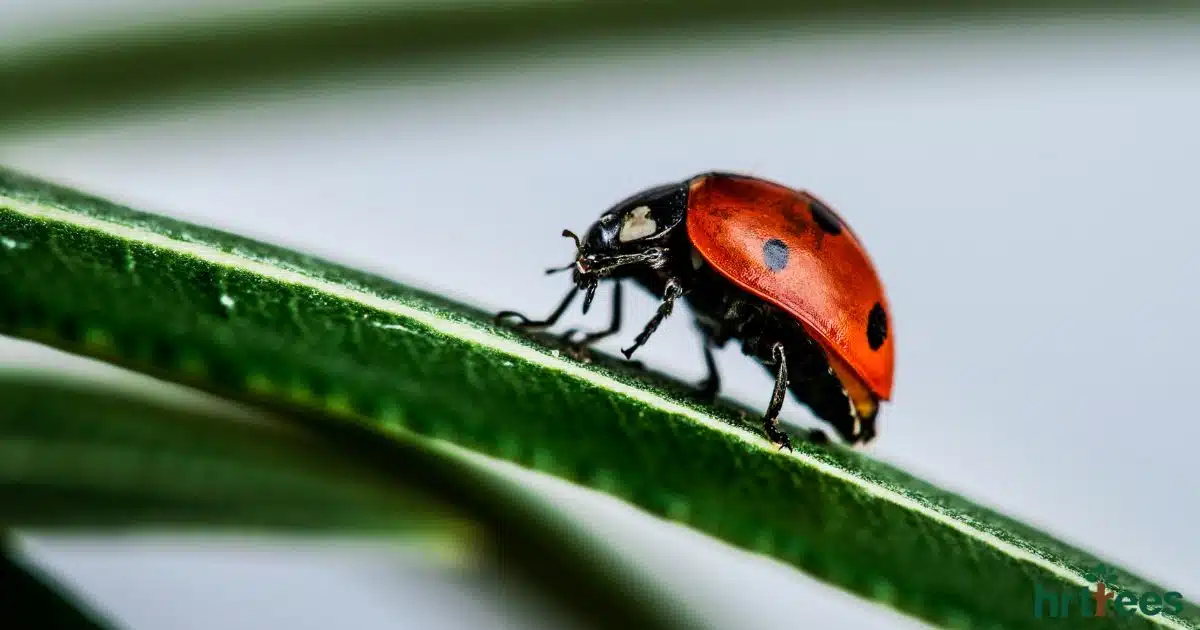 do fake plants attract bugs