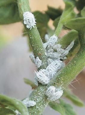 Bugs on plant's stem