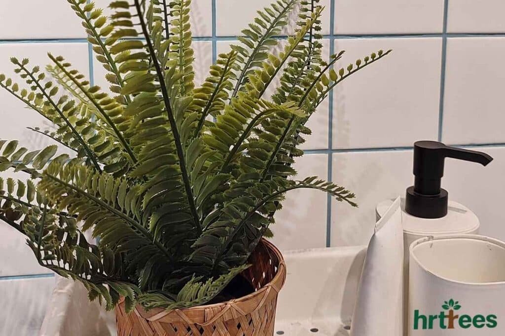fake Ferns for Low-Level Texture in bathroom