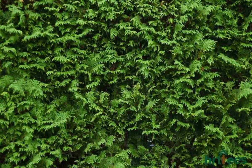 fake hedge texture