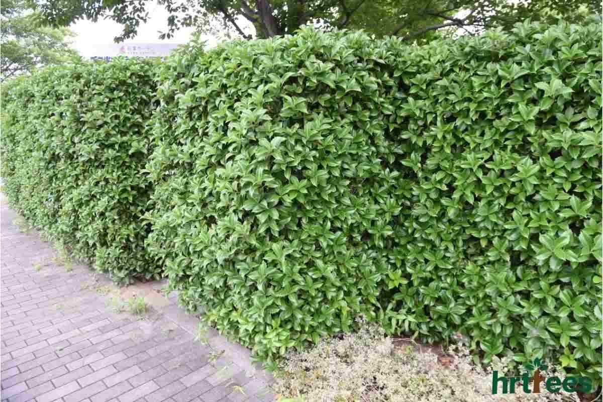 fake hedges