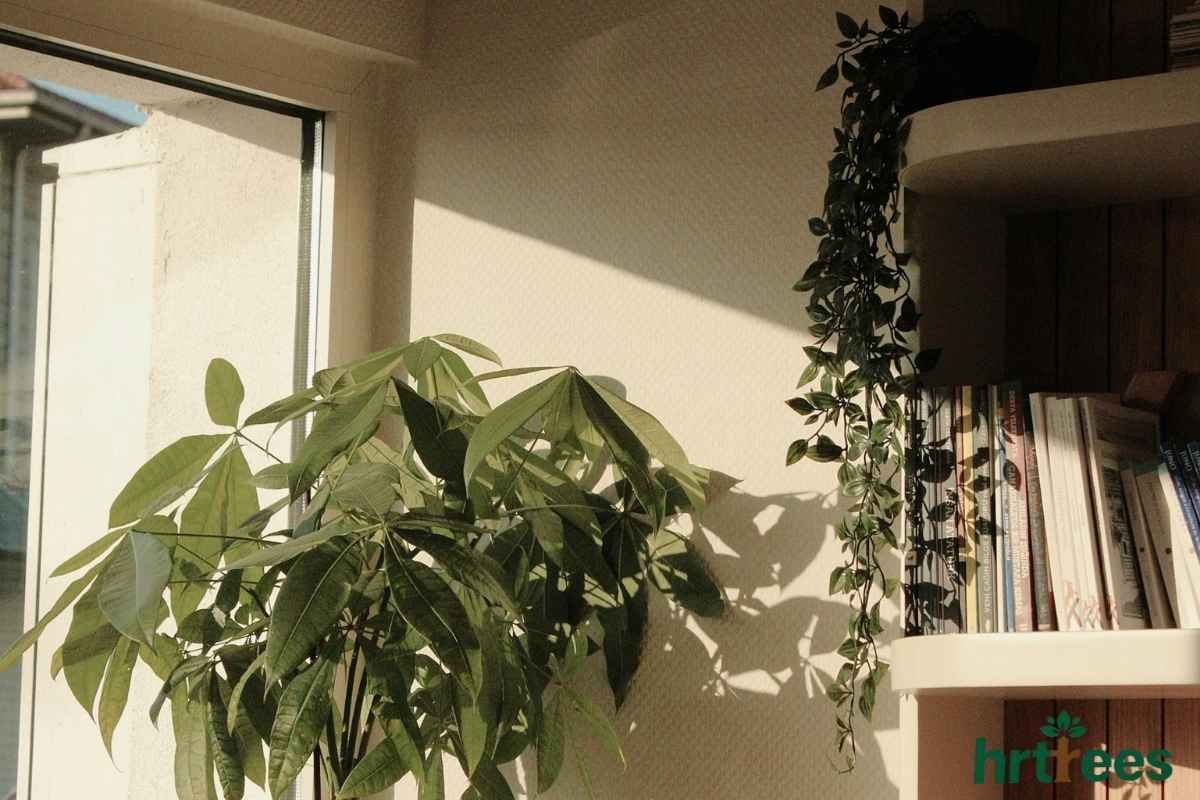 fake vine on Bookshelf