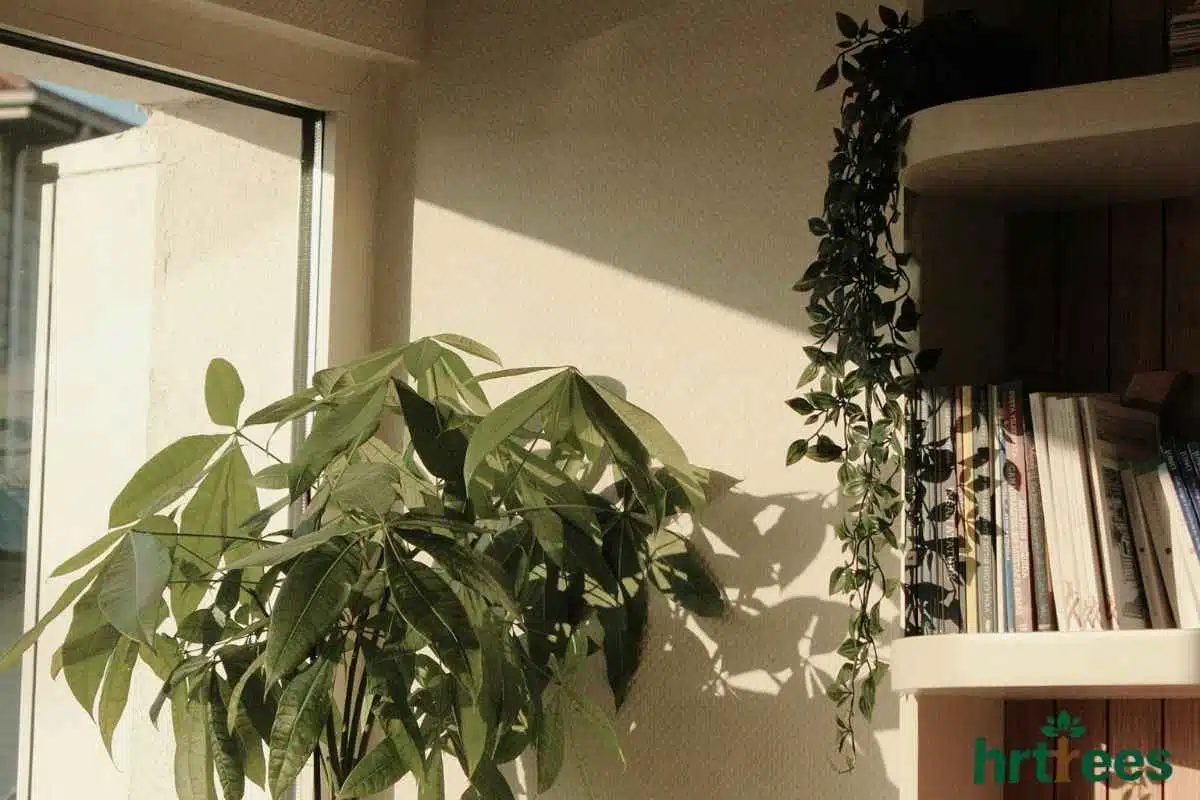 fake vine on Bookshelf