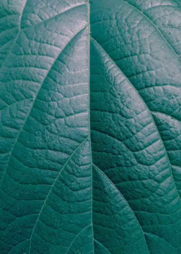 Faux leaf texture