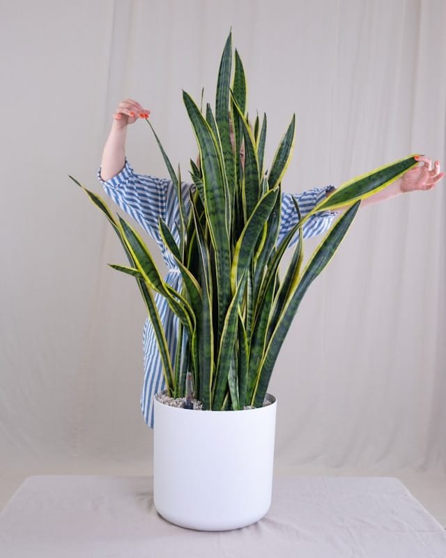 a woman standing behind a potted plant on a table