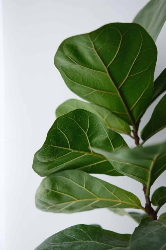 Fiddle leaf fig