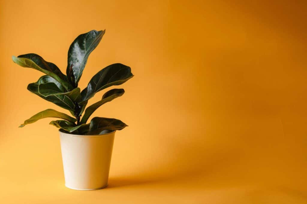 realistic artificial fiddle leaf fig