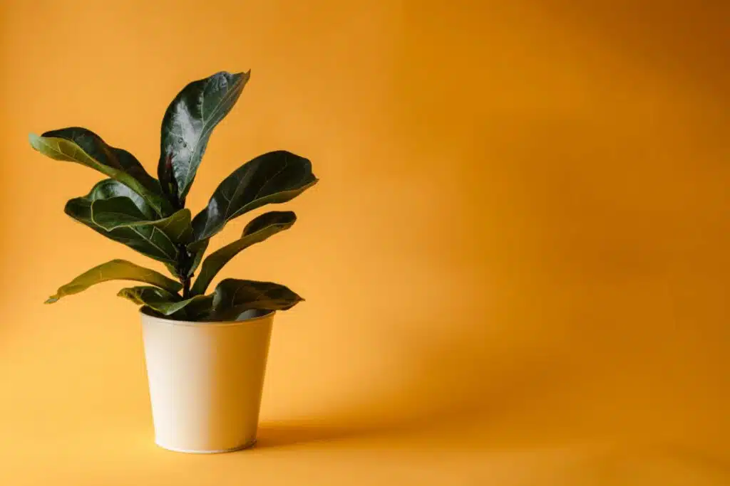 realistic artificial fiddle leaf fig
