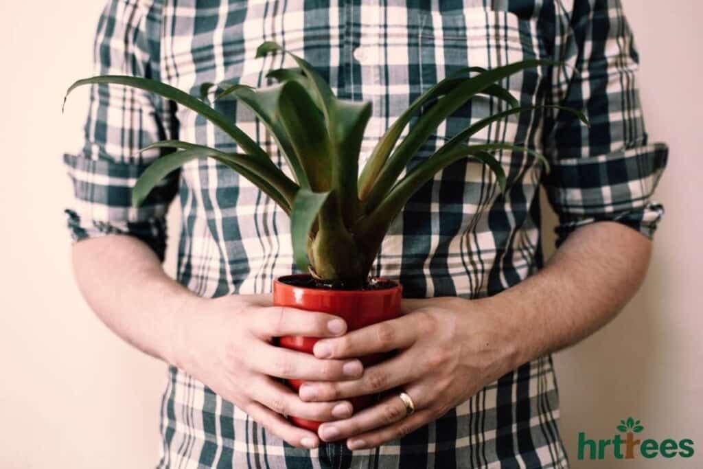 holding fake potted plant