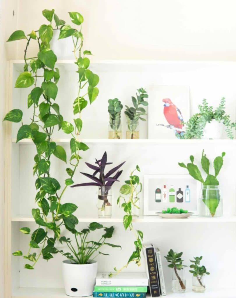Trailing Greenery for High Shelves and Filing Cabinets