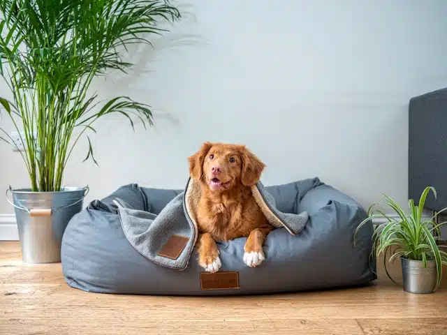 Pet friendly Artificial Plants