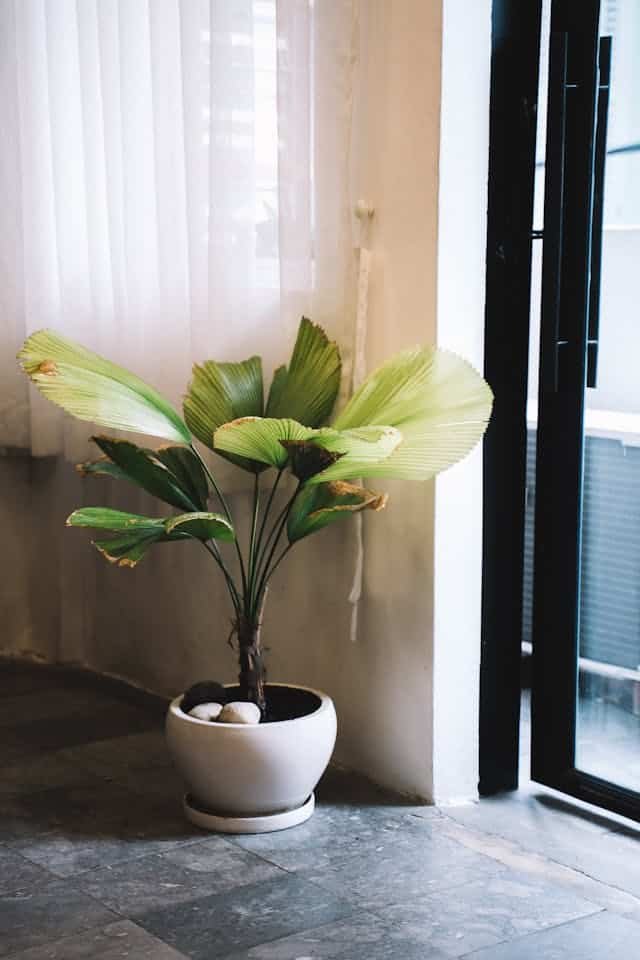 Aging Artificial Plant