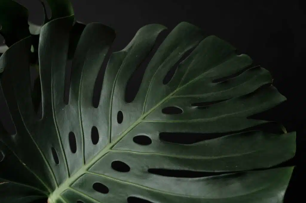 Realistic-Looking Office plants manufactured in China