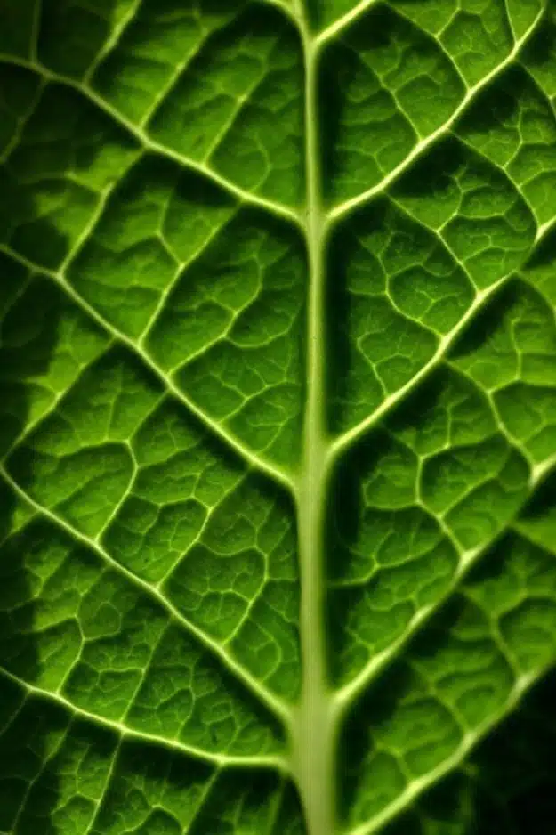 Realistic Artificial Plant leaves closeup shot