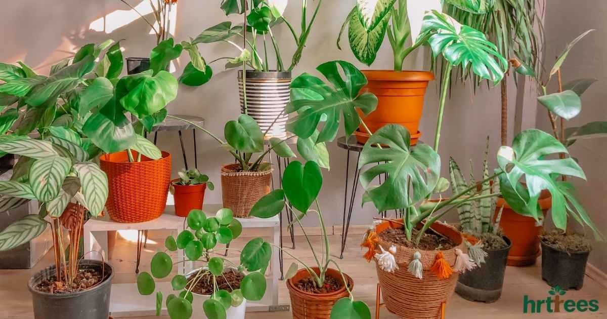 realistic artificial plants manufacturer featured image