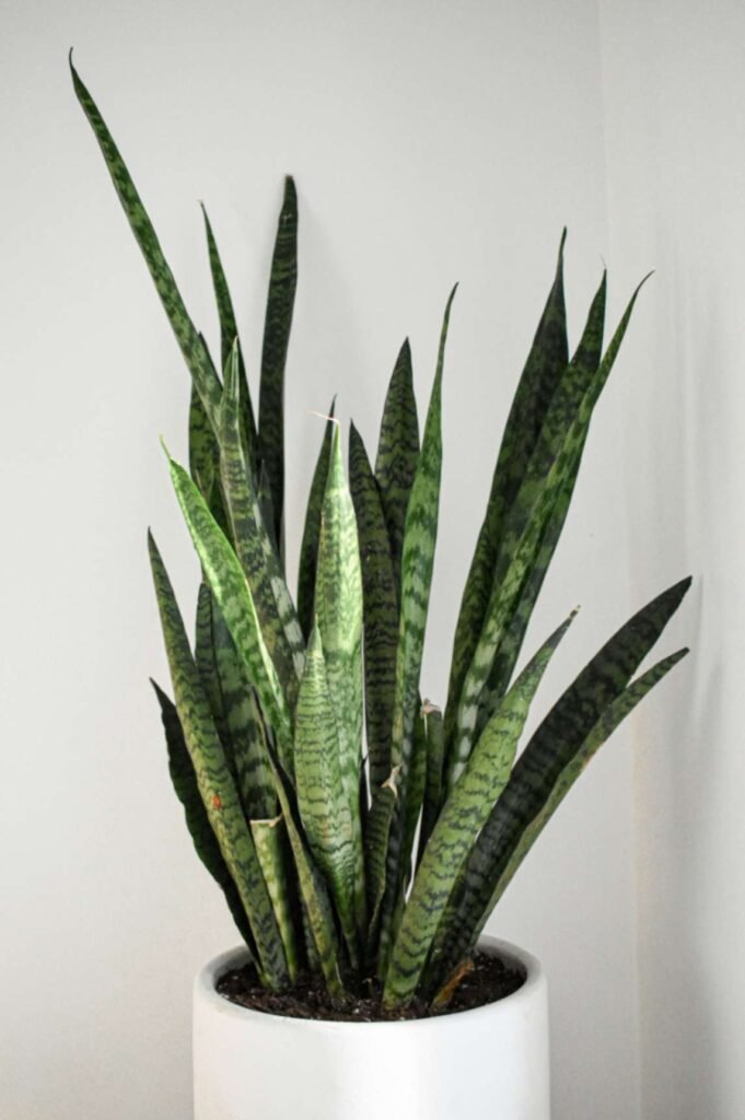 Modern and Minimalist faux plant
