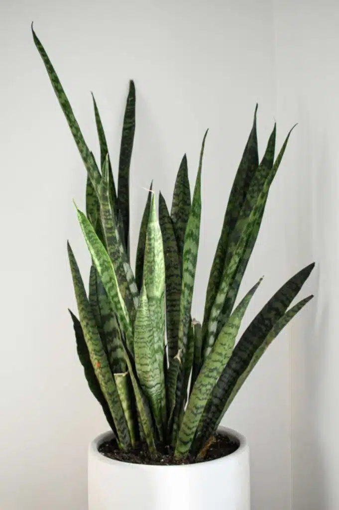 Modern and Minimalist faux plant