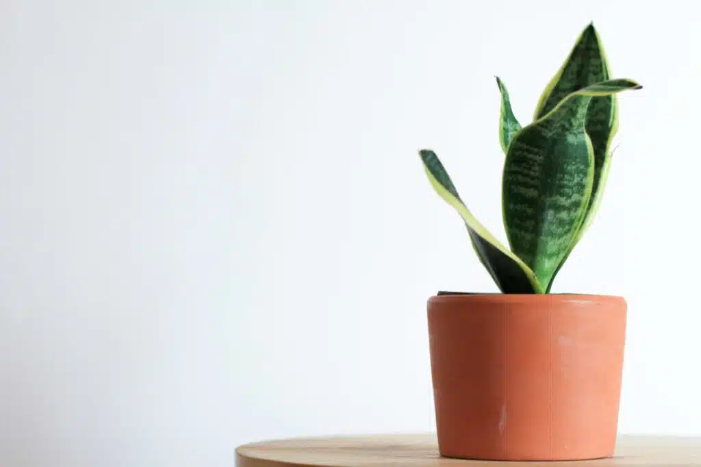 snake plant on tabletop