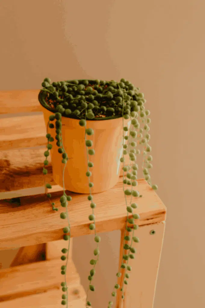 Artificial Decorative Hanging and Trailing Greenery