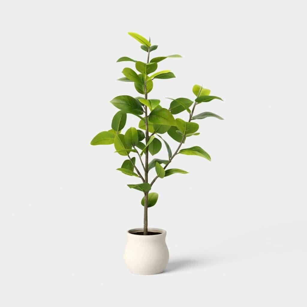 Ideal Sized bonsai for Office Desks and Coffee Tables