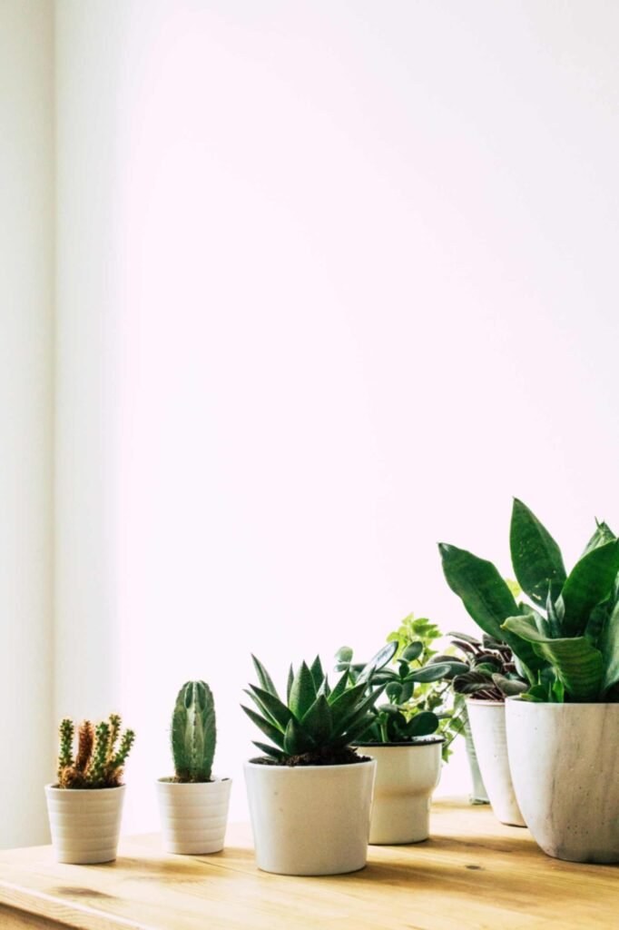 Versatile Tabletop Plants for Desks and Shelves