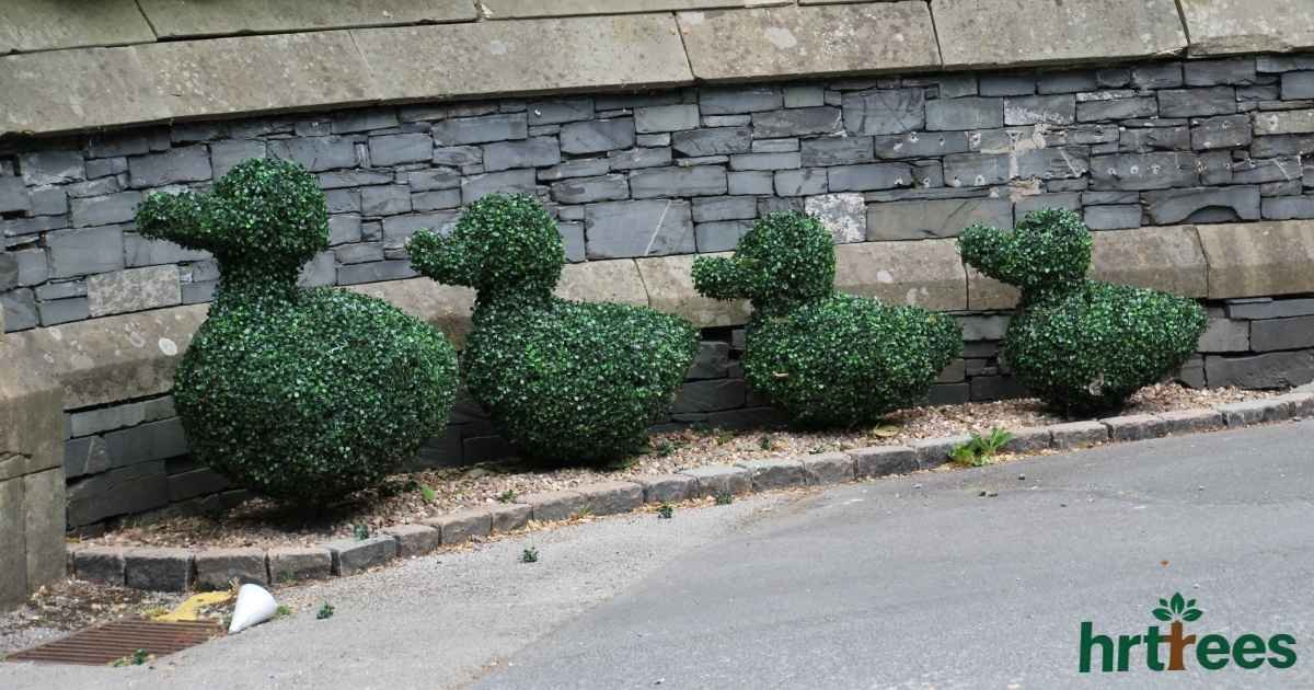 what is topiary featured image
