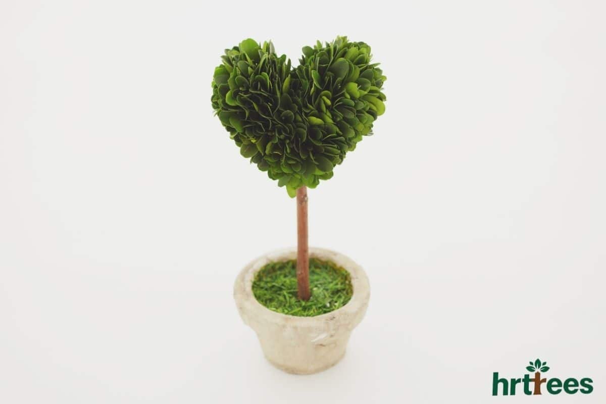 what is topiary