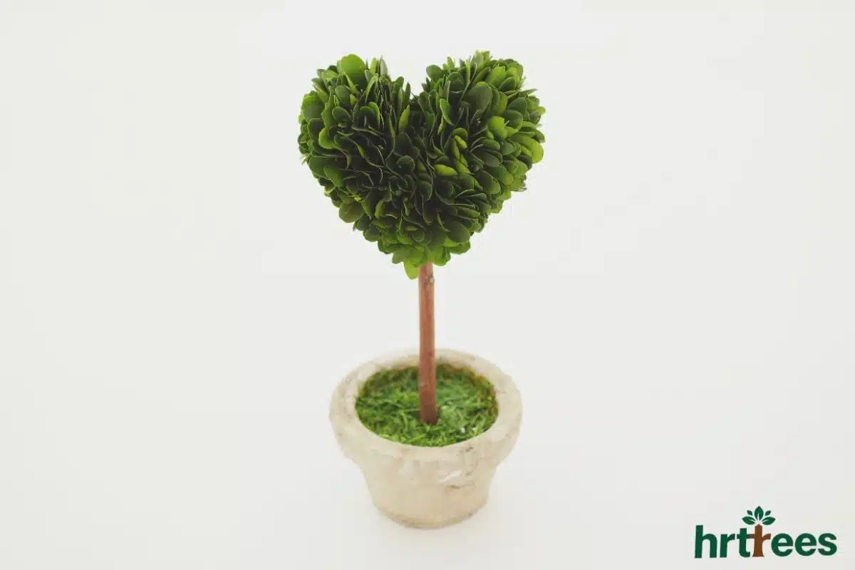 what is topiary