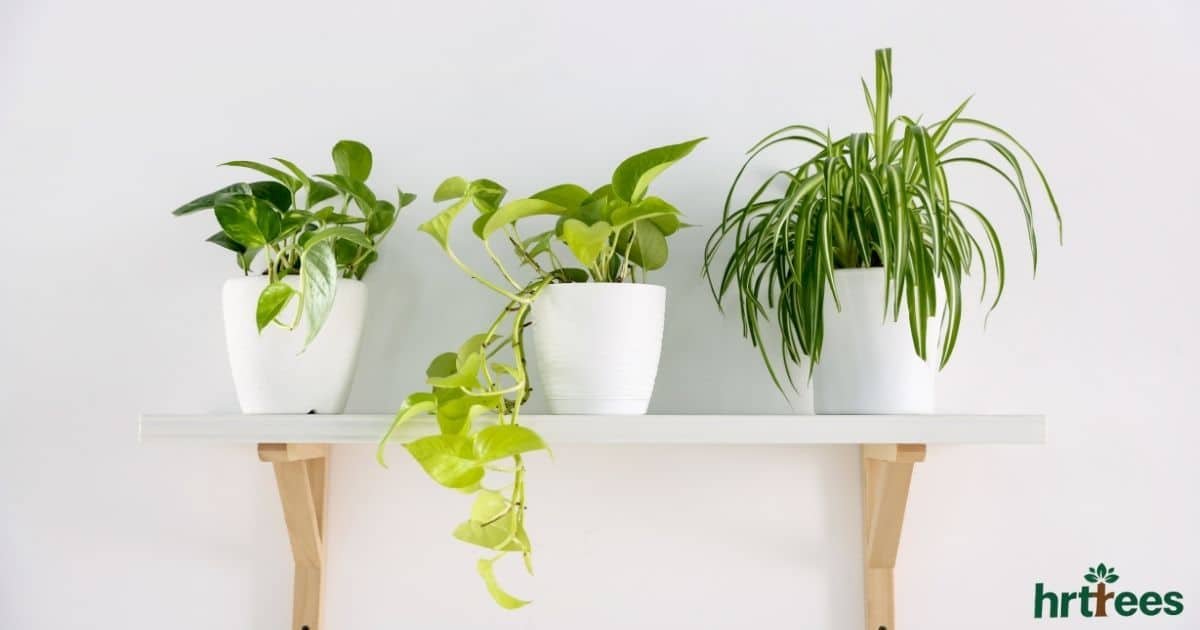why are fake plants so expensive featured image