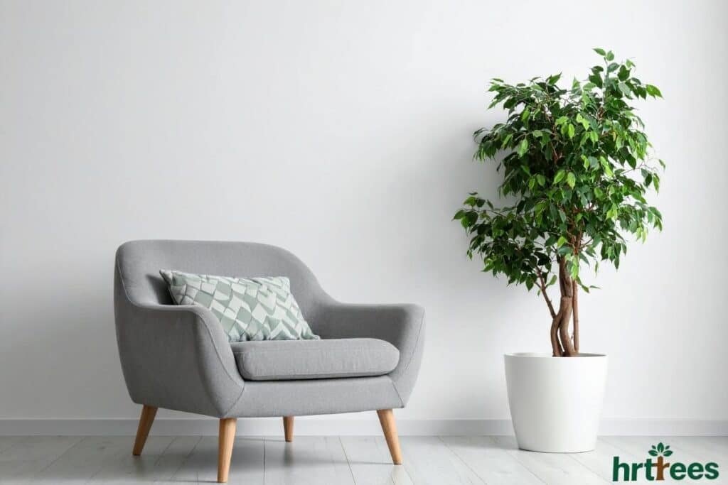 Artificial Ficus Tree in minimalist living room