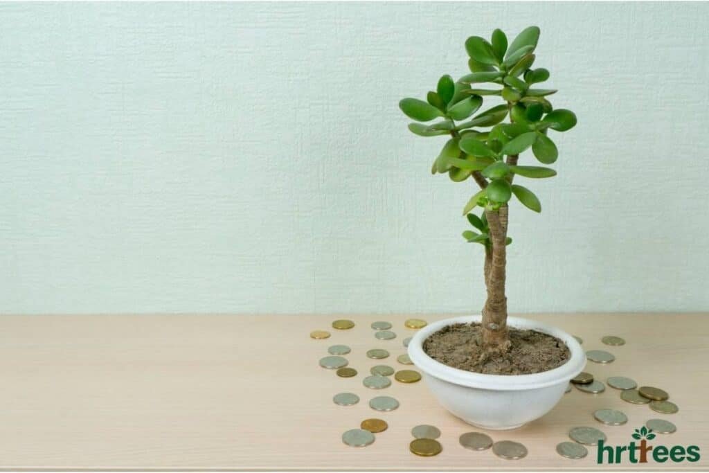 cement succulent planter Set of 4 Round Cement Succulent Planters – MyGift