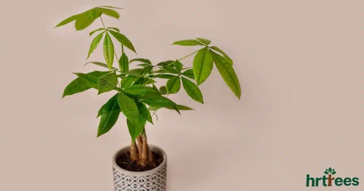 Artificial Money Tree featured image