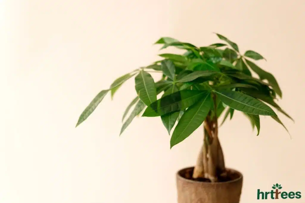 Artificial Money Tree for Feng Shui