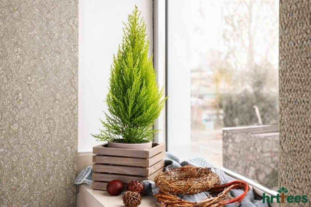 Artificial cypress tree on window sill