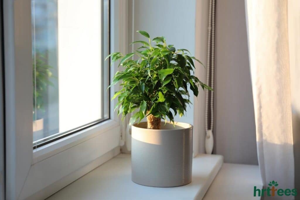 Artificial ficus tree from Specialty Garden