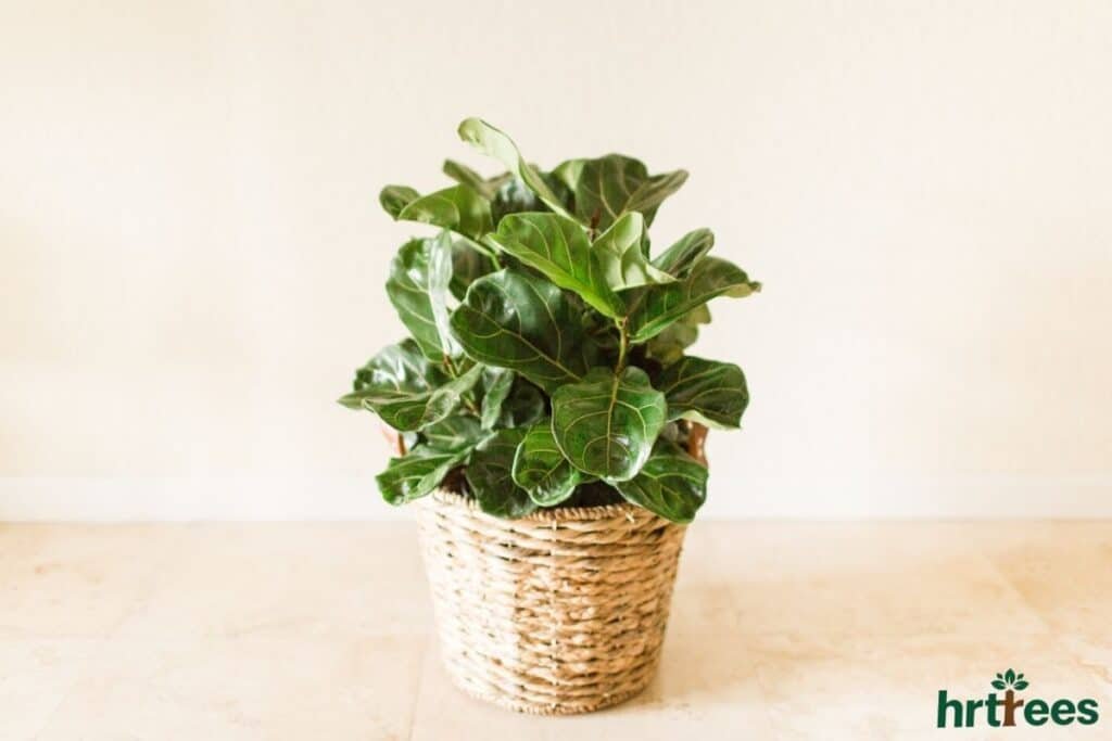 Artificial fiddle leaf tree with subtle imperfection