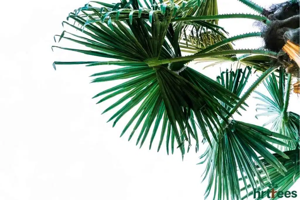 Close up shot of an Artificial Palm Tree