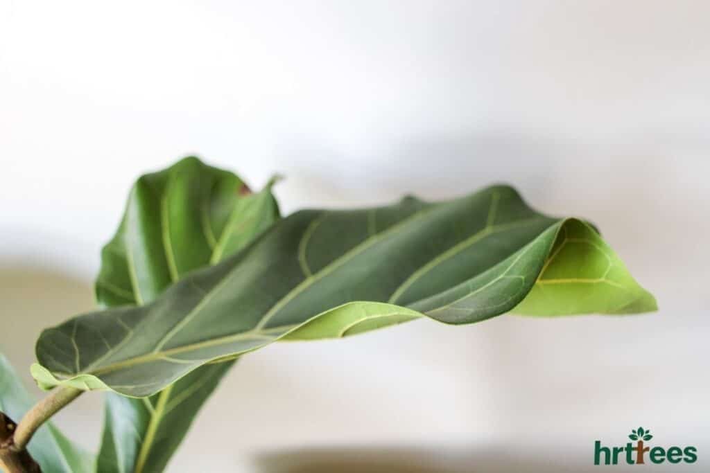 Fiddle leaf fig tree closeup shot of leaf
