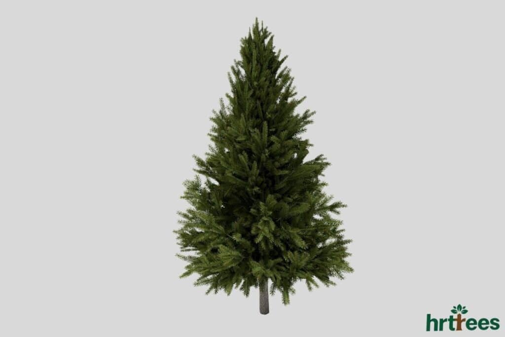 Fluffed artificial pine free