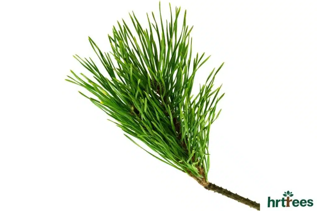 Main Branches of Artificial Pine Tree