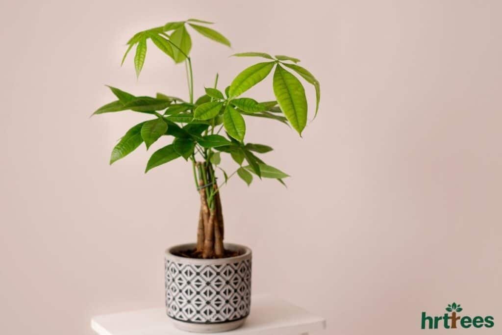 Money tree on display shelf
